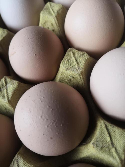 沙皮蛋,白皮蛋等 畸形蛋的成因